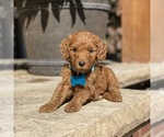 Puppy 1 Poodle (Standard)