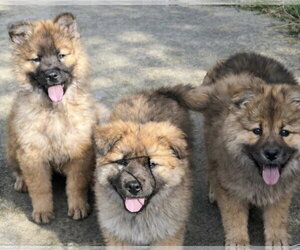 Chow Chow Dogs for adoption in Jackson Township, NJ, USA