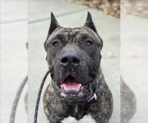 Mutt Dogs for adoption in Woodland, CA, USA