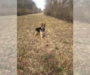 German Shepherd Dog Puppy for Sale in SPRINGFIELD, Illinois USA
