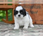 Small #6 Shih Tzu