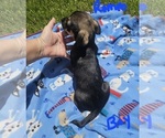 Small Photo #15 Chizer Puppy For Sale in MONTEZUMA, GA, USA