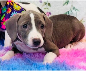 American Pit Bull Terrier-Dachshund Mix Dogs for adoption in Lakewood, CO, USA