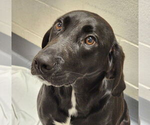 Labrador Retriever-Unknown Mix Dogs for adoption in Hilton Head, SC, USA