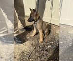 Small Photo #8 German Malinois Puppy For Sale in GARLAND, NC, USA