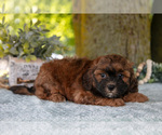Small Photo #11 Poodle (Miniature)-ShihPoo Mix Puppy For Sale in SHILOH, OH, USA