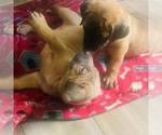 Small Photo #1 Cane Corso Puppy For Sale in BOLLING AFB, DC, USA