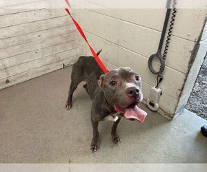 American Pit Bull Terrier Dogs for adoption in San Bernardino, CA, USA