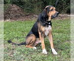 Small #2 Mutt