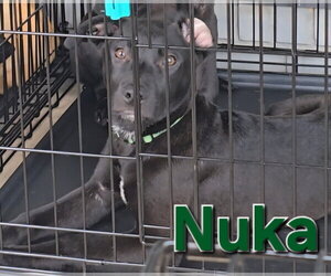 Nuka - Male American Pit Bull Terrier-German Shepherd Dog Mix Dog for Adoption - Photo #7