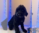 Puppy Green Schnoodle (Giant)
