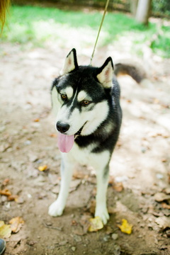 Medium Photo #1 Siberian Husky Puppy For Sale in MORGANTOWN, IN, USA