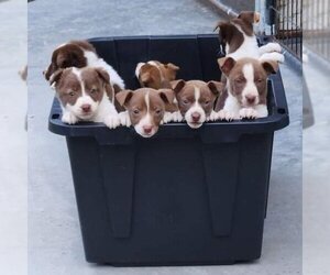 American Pit Bull Terrier-Australian Shepherd Mix Dogs for adoption in Melrose, FL, USA