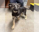 Small #3 German Shepherd Dog