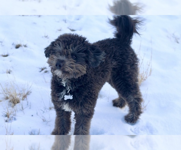 Medium Photo #1 Aussiedoodle Puppy For Sale in BELLVUE, CO, USA