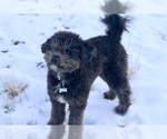 Small Photo #1 Aussiedoodle Puppy For Sale in BELLVUE, CO, USA
