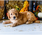 Small #2 Goldendoodle-Poodle (Miniature) Mix