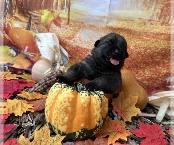 Medium Photo #1 German Shepherd Dog Puppy For Sale in LAKE ELSINORE, CA, USA