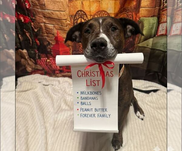 Medium Photo #2 American Bulldog-Unknown Mix Puppy For Sale in New Oxford , PA, USA