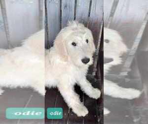 Goldendoodle Puppy for sale in HONEY GROVE, PA, USA