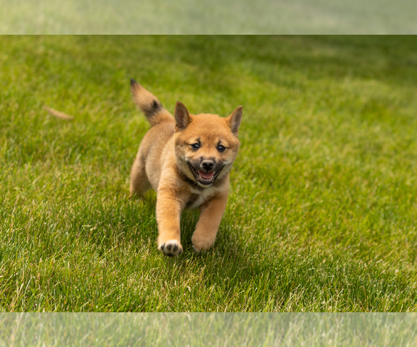Medium Photo #6 Shiba Inu Puppy For Sale in MILLERSBURG, IN, USA