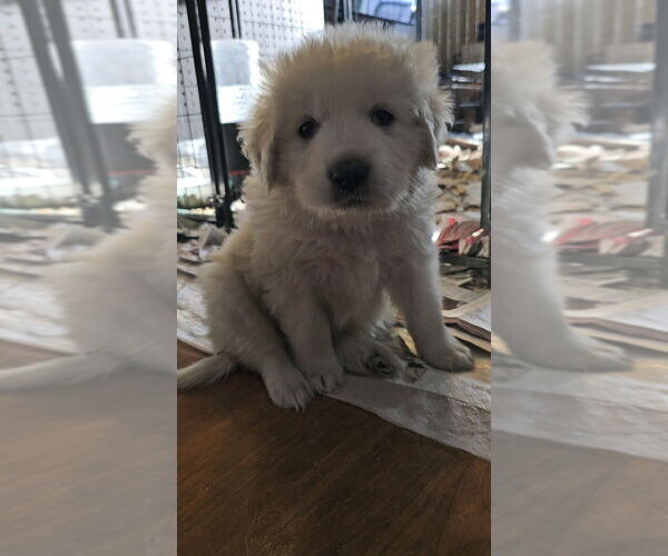 Medium Photo #1 Great Pyrenees Puppy For Sale in Pacifica, CA, USA