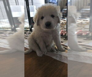 Great Pyrenees Dogs for adoption in Pacifica, CA, USA