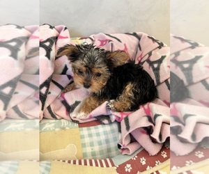 Yorkshire Terrier Puppy for Sale in BOCA RATON, Florida USA