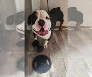 Bulldog-Unknown Mix Dogs for adoption in New London, WI, USA