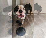 Small Bulldog Mix