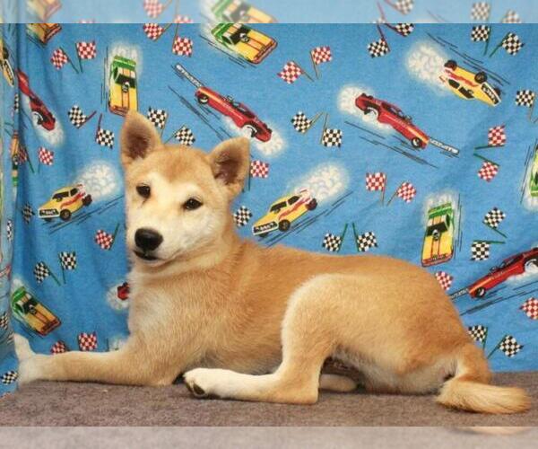 Medium Photo #1 Shiba Inu Puppy For Sale in SHAWNEE, OK, USA