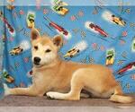 Small Photo #1 Shiba Inu Puppy For Sale in SHAWNEE, OK, USA