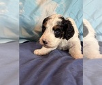 Templeton - Male Bernedoodle (Miniature) Puppy for Sale - Photo #9