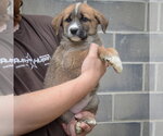 Small #3 Golden Shepherd