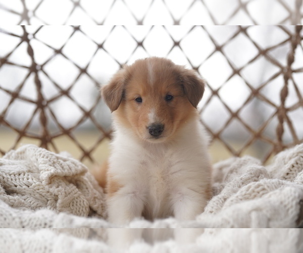 Medium Photo #12 Collie Puppy For Sale in PILOT, VA, USA