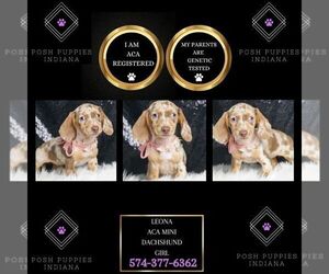 Dachshund Puppy for sale in WARSAW, IN, USA