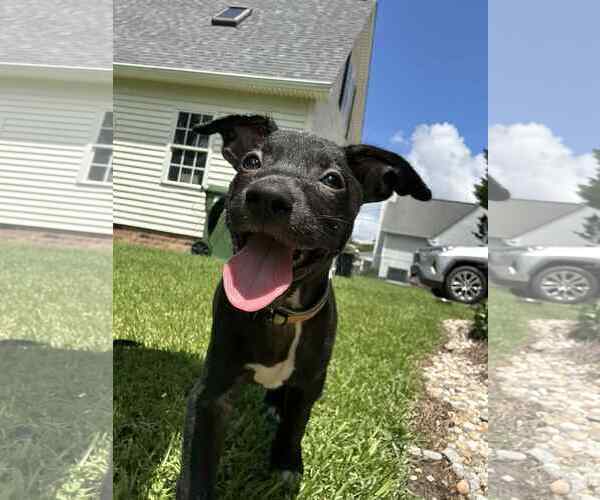 Medium Photo #2 Chihuahua-Unknown Mix Puppy For Sale in Virginia Beach, VA, USA