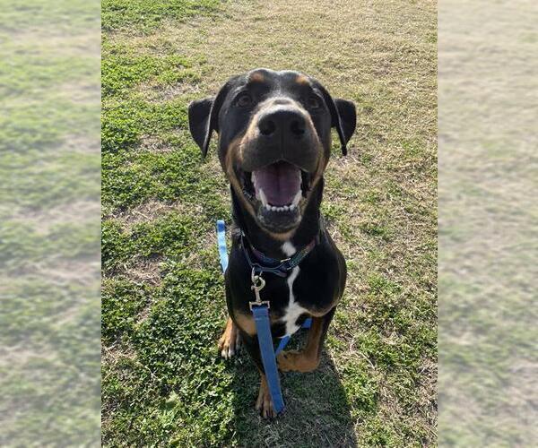 Medium Photo #2 Doberman Pinscher Puppy For Sale in Corpus Christi, TX, USA