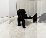 Small Photo #8 Goldendoodle-Poodle (Standard) Mix Puppy For Sale in YAKIMA, WA, USA