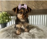 Small #1 Yorkshire Terrier
