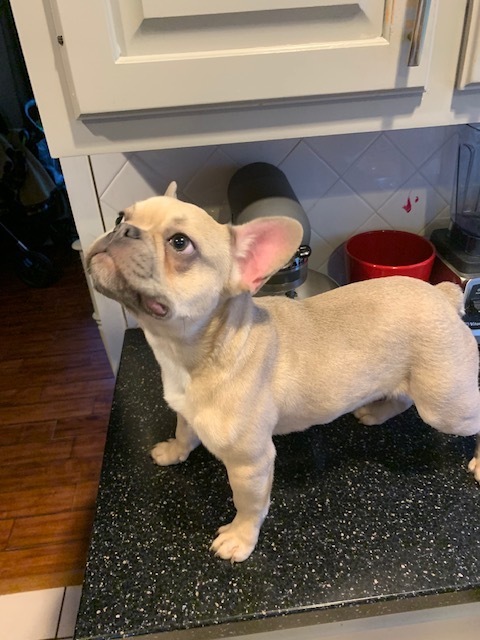 Medium Photo #1 French Bulldog Puppy For Sale in FRANKFORT, KY, USA