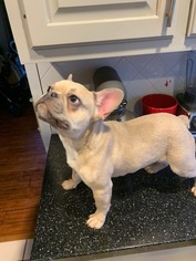 French Bulldog Puppy for sale in FRANKFORT, KY, USA