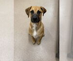 Small #2 Mutt