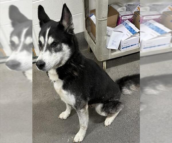 Medium Photo #1 Siberian Husky Puppy For Sale in Forestville, MD, USA