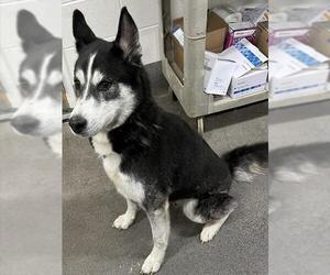 Medium Siberian Husky