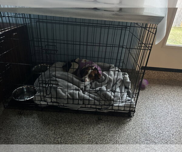 Medium Photo #4 American Staffordshire Terrier-Unknown Mix Puppy For Sale in Oakhurst, NJ, USA