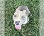 Small #1 American Pit Bull Terrier Mix