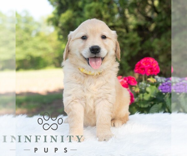Medium Photo #2 Golden Retriever Puppy For Sale in NEWPORT, PA, USA