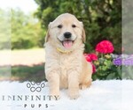 Small #1 Golden Retriever