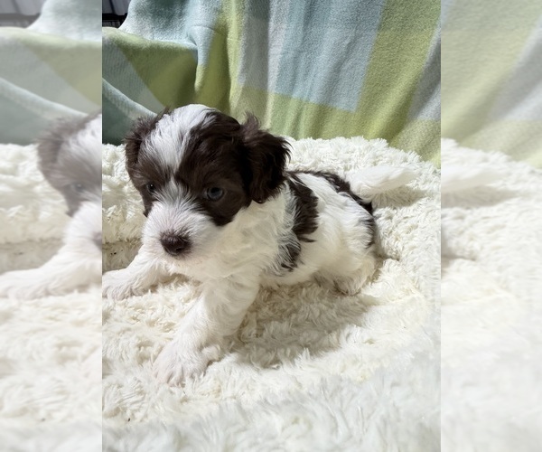 Medium Photo #8 Havapoo Puppy For Sale in GUTHRIE, KY, USA